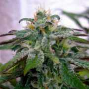 kindgreenseeds.com Tangie
