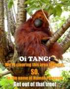 Tangs