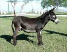hickoryhilldonkeyfarm.com Tangueray