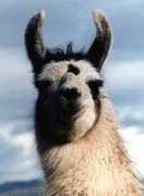 mountlehmanllamas.com Tanisha