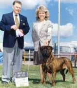 bullmastiffs.com Tanner