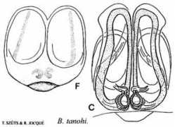 Tanoh