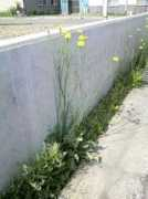 mohican.typepad.jp Tanpopo