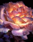 fineartamerica.com Tanski