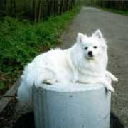 eurasierwelpen.de Tanushi