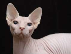 members.chello.nl Tanushi