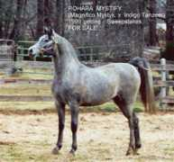 Tanzeer