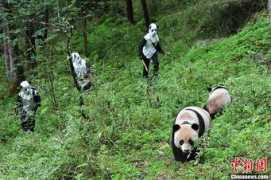 Taotao