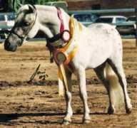 beaucheval.com Tapika