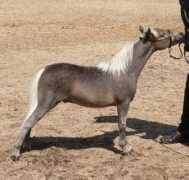 beaucheval.com Tapika