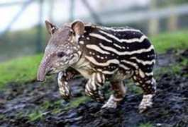 lumq.com Tapir