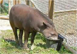 tournorfolk.co.uk Tapir