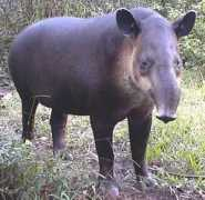 factzoo.com Tapir