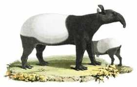 wpclipart.com Tapirus