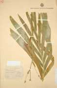 Taquet