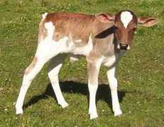 miniaturebull.com Taquito
