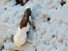 bugguide.net Tarache