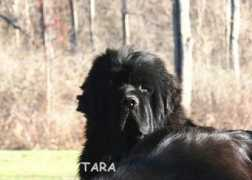 kloofbear.com Tarajan