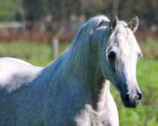 nzarabians.com Taralea