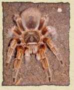 rfadventures.com Tarantula