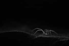 fotoblur.com Tarawneh