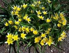 plantbuzz.com Tarda