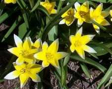 plantbuzz.com Tarda