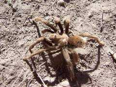 bestioles.ca Tarentule