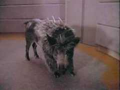 Targ