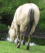 brannanquarterhorses.com Tarie