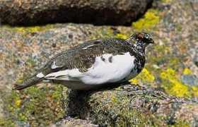 Tarmigan