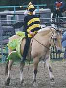 horse-previews.com Tarmina
