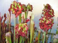 hawaiianbotanicals.com Tarnok