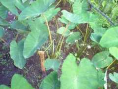 Taro