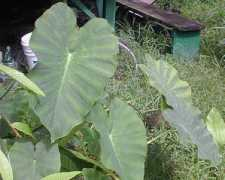 Taro