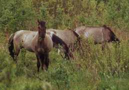 theequinest.com Tarpan