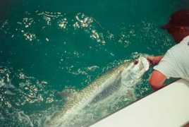 floridasportfishingoutfitters.com Tarpon