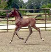 turningpointarabians.com Tarrick