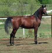 turningpointarabians.com Tarrick