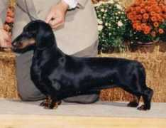 dachshund-land.ru Tartara