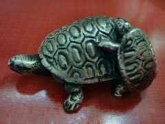 Tartarughina