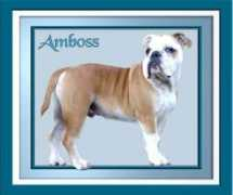 franzoesische-bulldogs.de Tarwan