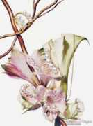 fashion.onlylady.com Tasaki