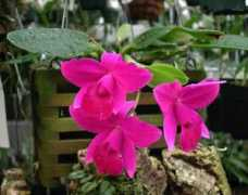 gardenbanter.co.uk Tasami
