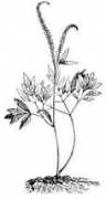 susunweed.com Tashel