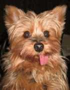 dailypuppy.com Tashia