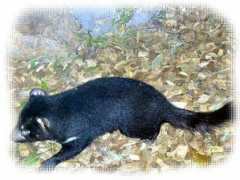 beaudog.nl Tasmanian
