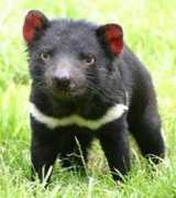 factzoo.com Tasmanian