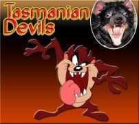 topnews.in Tasmanian