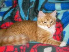 cutelittlekittens.com Tassian